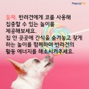 올어바웃펫 이미지