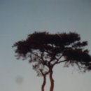 이순례 이미지