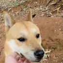 돼지야놀자 이미지