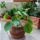 필레아