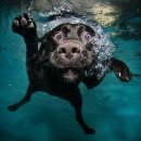 대한리트리버 이미지