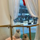 멍멍친구 애견샵 이미지