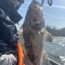 킹콩낚시 이미지