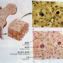 세포의 구조와 기능 이미지