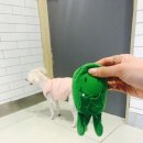 시아동물병원 이미지