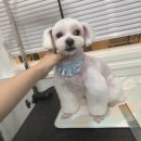 딩딩이발소 이미지