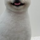 꾸미독 동탄애견미용 이미지