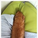 퍼진궁뎅이 이미지