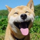 거시기 이미지