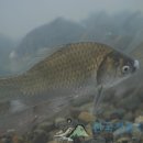 즉어(鯽魚)A 부어(鮒魚) Carassius auratus L. Carassii Caro 붕어 잉어과(Cyprinidae) 즉 이미지