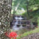 유마사 | 화순 모후산 등산 코스 유마사 상사화(꽃무릇) 개화