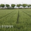 호두형제 이미지