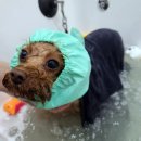 살롱드하츠 이미지