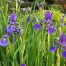 한붓꽃그림 이미지