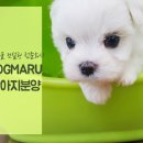 우쭈쭈애견샵 이미지