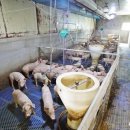 도고목장 이미지