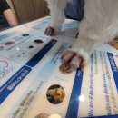 금빛동물수술센터 네이버블로그