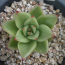 헬리우스 이미지