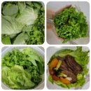 일신팜 | 40대 식단에 잘 맞은 샐러드 채소｜리피 유럽채소 후기