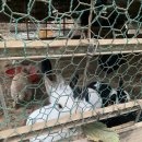 한사랑농장 이미지