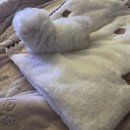 보니또따 | 보니또따 분양후기(미니비숑)