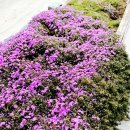 단비꽃농원 - 과천시 곱돌머리길 28 | 단비꽃농원