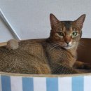 송송그루밍 이미지