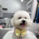 넘버원 펫살롱 이미지