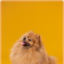 라비동물병원 이미지