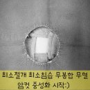 소형견 작고 소중한 푸들 에떼의 최소절개 무봉합 무혈 안전하고 회복빠른 실밥없는 암컷 중성화 수술 후기
