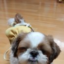 농댕이