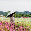 감자뜰농원 | 양주 나리농원 천일홍축제 서울근교 가을여행