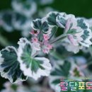 라온닷 이미지