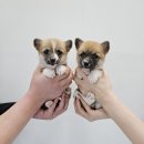 멍냥스타 강아지분양 고양이분양 이미지