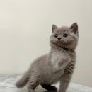 대전 고양이분양 퍼스트캣 대전점 이미지