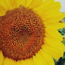 함마대로주유소 이미지