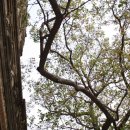 보드가야(BODHGAYA) 이미지