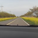 가시리 유채꽃길 이미지