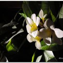 동아쇼핑점 이미지