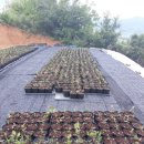 싸리목장 이미지