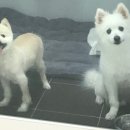 호호동물병원 네이버블로그