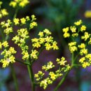 트럼펫연주 이미지