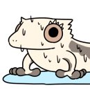 게코집
