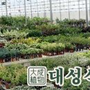 대성바이