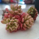 플로리스트(금) 이미지