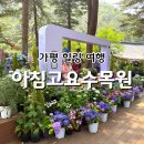 가평 아침고요수목원 6월 수국전시회 피톤치드 힐링 여행 추천