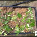 풍운농원 이미지