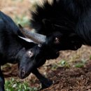 야산염소 이미지