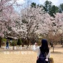 남이섬 | 남이섬 봄나들이 후기｜가평 당일치기 코스 + 놀거리 총정리