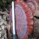 검성로-7 이미지